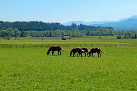 Horses in Murnauer Moss