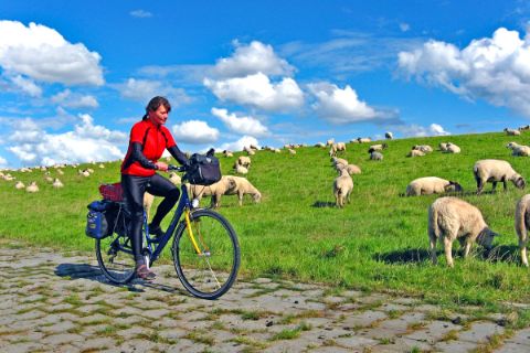 Schaf Weide neben dem Radweg