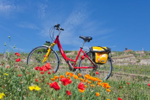 Eurobike bike in the poppy fields