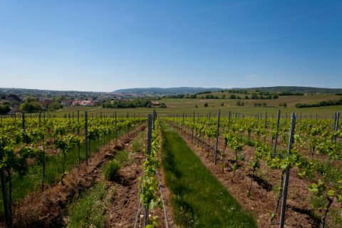 View over the vineyards