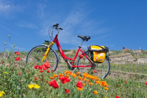 Fahrrad auf einer Blumenwiese