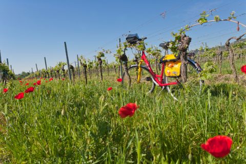Fahrrad vor Weinreben in der Pfalz