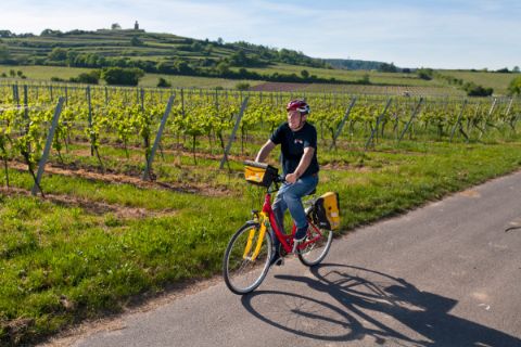 Cycle path through the grapevines