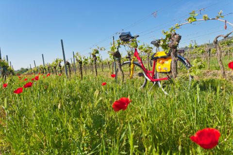 Bicycle in the vineyards