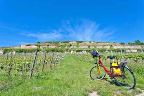 Eurobike Rad zwischen den Weinreben in der Pfalz