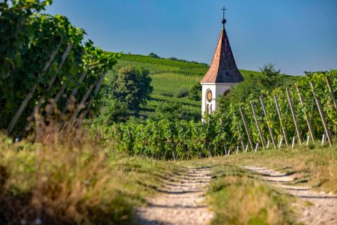 Cycle path through the vineyards of the Southern Black Forrest