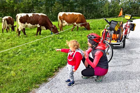 Weidende Kühe am Tauern-Radweg