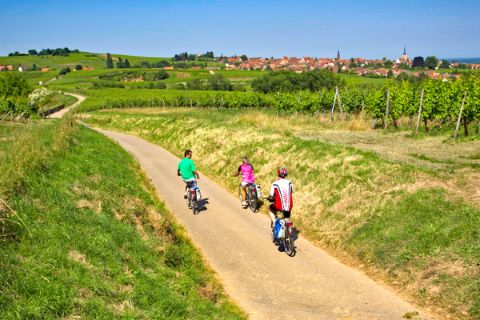 Traumhafter Radweg zwischen Weingärten im Elsass
