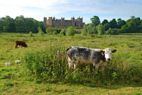 Cows in front of the castle Framlingham
