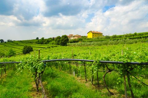 Weingarten entlang dem Radweg von Verona nach Vicenza