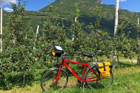 Rad lehnt an Apfelbäumen bei Bozen