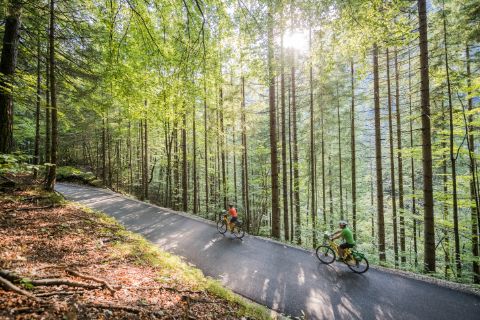 Cyclists cycle through forest
