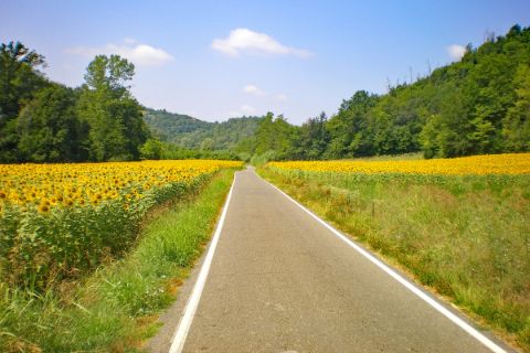 Straße durch Sonnenblumenfeld