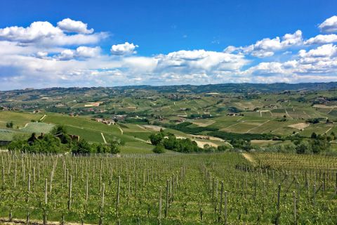 Aussicht auf die Weinberge im Piemont