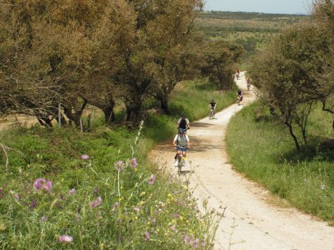 Cyclists between olive trees