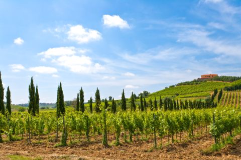 Vineyards near Stabbia