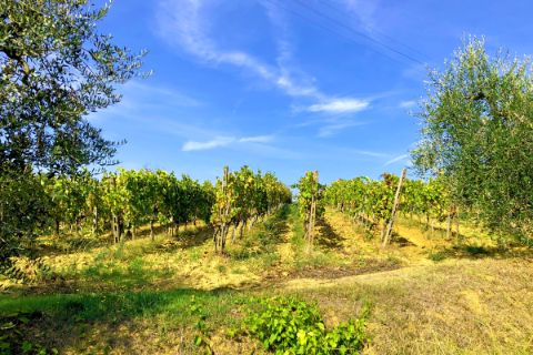 Wine terrace in Montecatini Terme