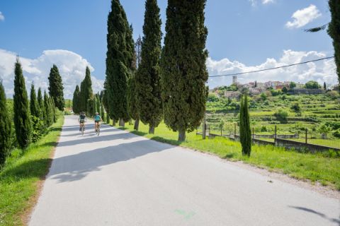 Avenue with cypresses