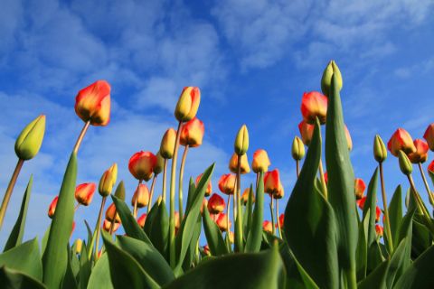 Wonderful tulips