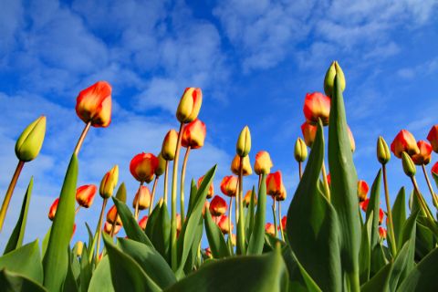 Tulips in blue sky 
