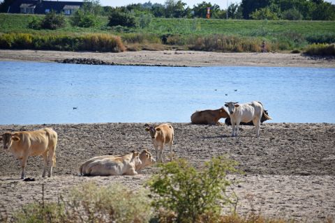 Herd of cattle by the river in Culemborg