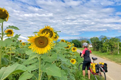 Cycle path along a sunflower field