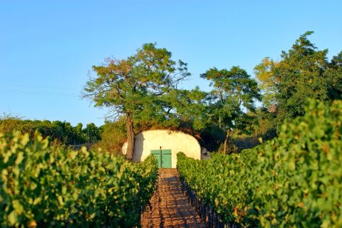 Wine cellar in a vineyard