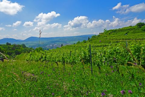 Blick auf die Weiten der Wachauer Weinreben