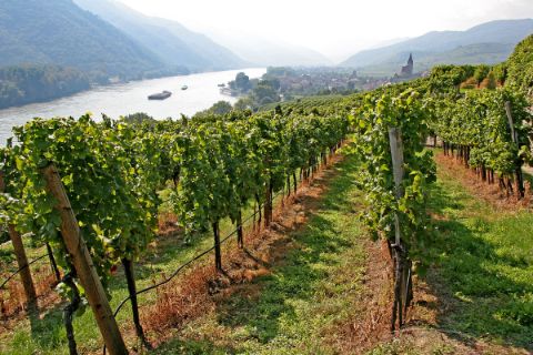 Vineyard with view on the river Danube