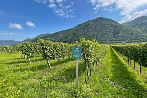 Vines in the Wachau