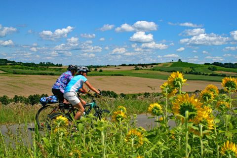 Cyclists passing sunflowers