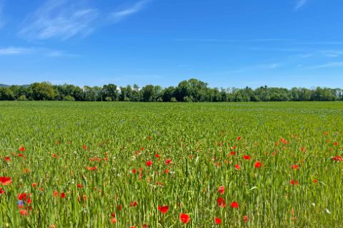 Poppy field between Burghausen and Schärding