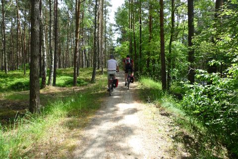 Beautiful forest cycle path towards Gdansk