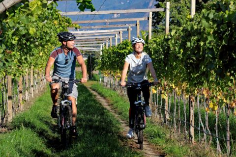 Weingärten mit Radfahrer