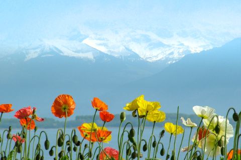 Blumen am Genfer See