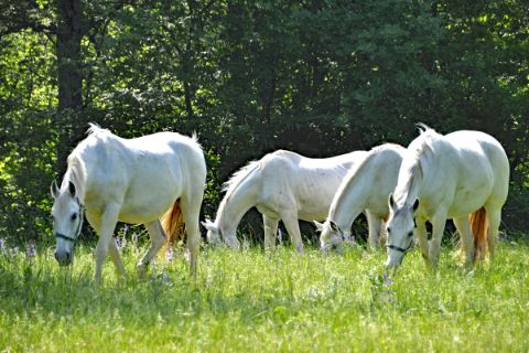 White horses on a green meadow
