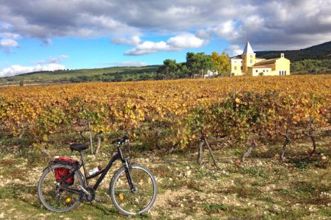 Bike in front of vineyard