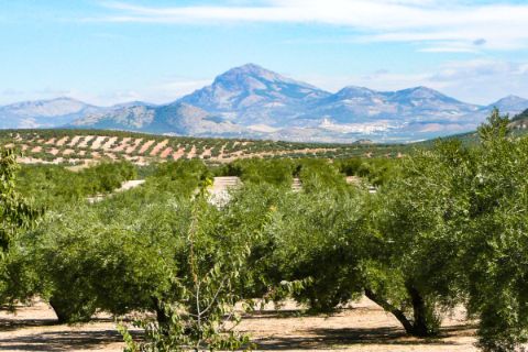 Blick in die weitläufige Landschaft Andalusiens