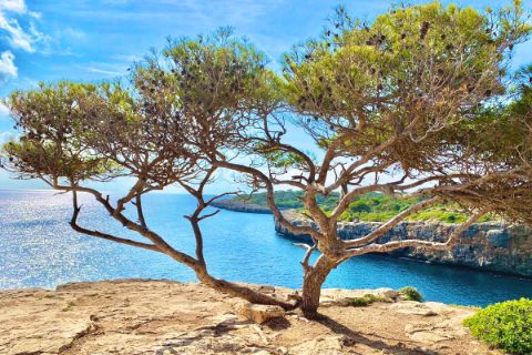 Schöner alter Baum an einer Felsenküste auf Mallorca