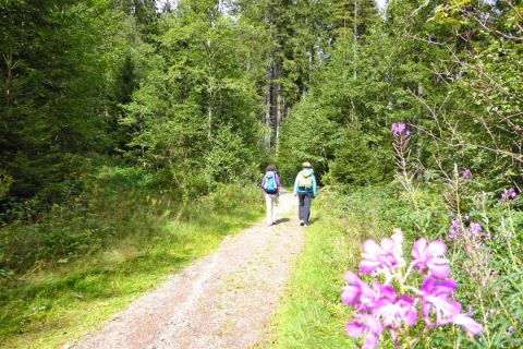 Hiking through the Black Forest