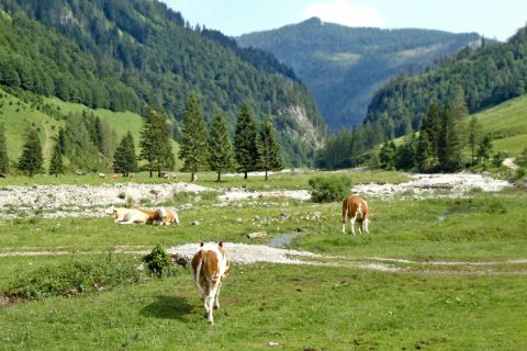 Weidende Kühe in der Almlandschaft