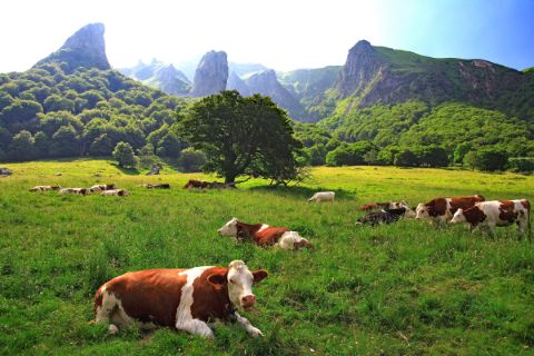 Grasende Kühe auf den Wiesen in der Wanderregion Auvergne