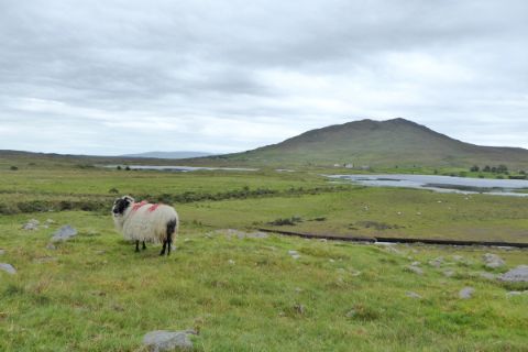 Schafe beim Wandern auf Irland