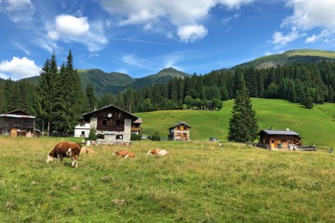 Grasende Kühe neben den Hütten im Val Visdende