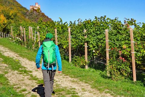 Wanderer inmitten der bunten Weingärten Südtirols