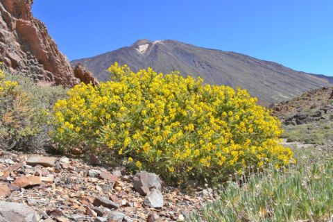 Fantastic flora and fauna on walking island Tenerife