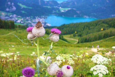 Alpine flowers in front of the lake panorama in the Salzkammergut