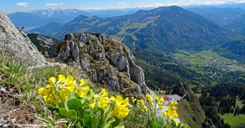 Wandertour am Wendelstein mit Bergpanorama und Blume
