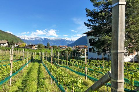 Walking tours through wine region southern tyrol