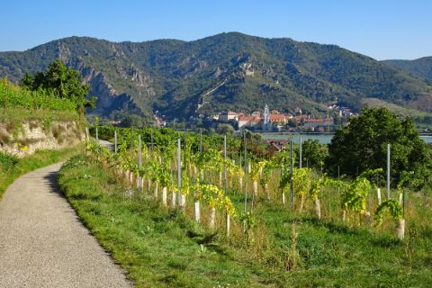 Wanderwege mit Blick auf Weinberge und der Burgruine Dürnstein